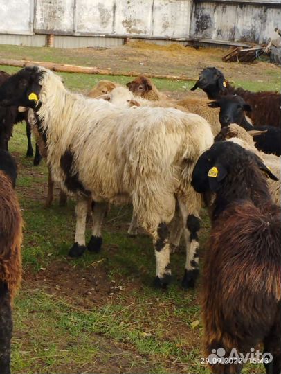 Овцы бараны с/х