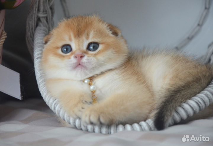 Шотландская золотая шиншилловая девочка фолд