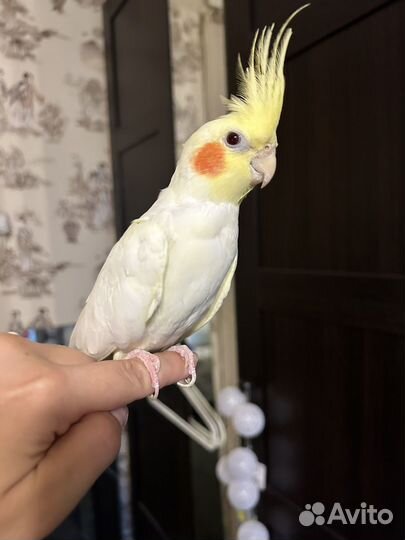 Пара Карелл: Чарли (мальчик) и Ричи (девочка)