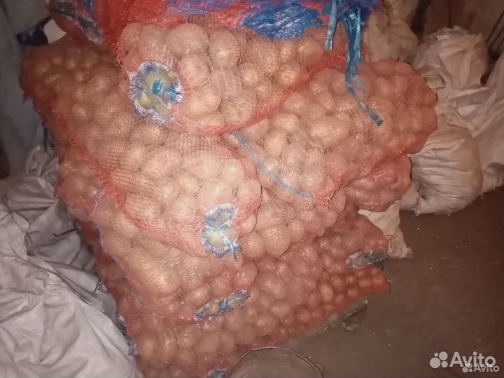 Картофель Гала