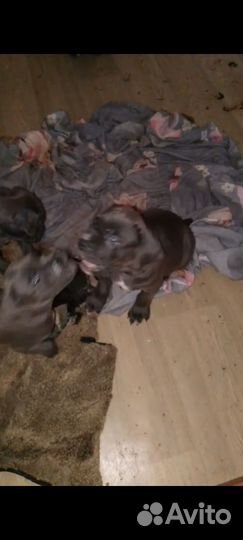 Итальянская Кане Корсо