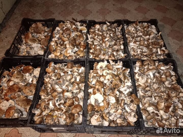 Грибы маринованные
