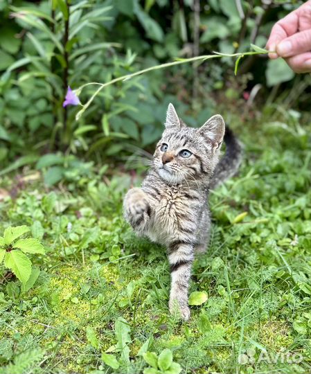 Бенгальские котята