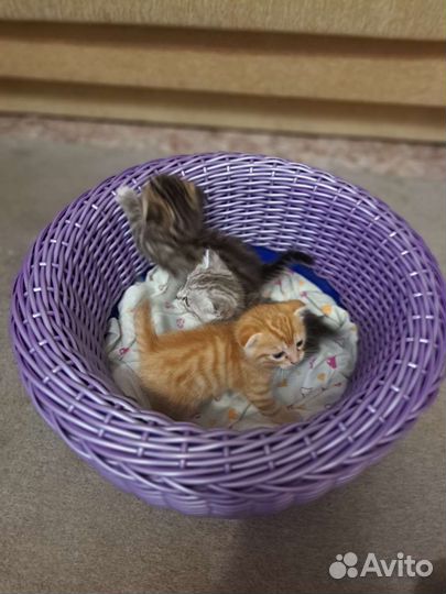 Британские котята