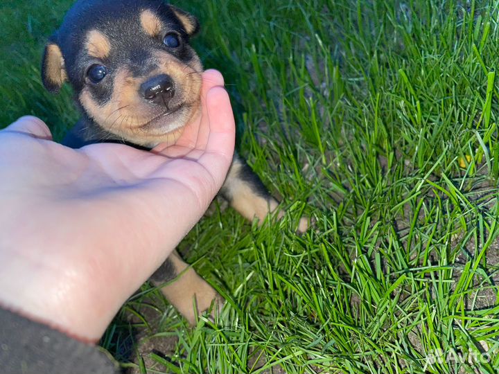 Щенки, собаки помесные