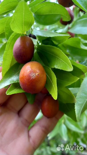 Саженцы Зизифуса и другие саженцы