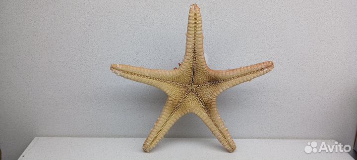 Звезда красная 27,3 морской сувенир подарок