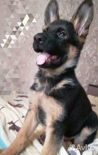 Щенки немецкой овчарки