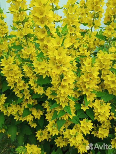 Цветы многолетние