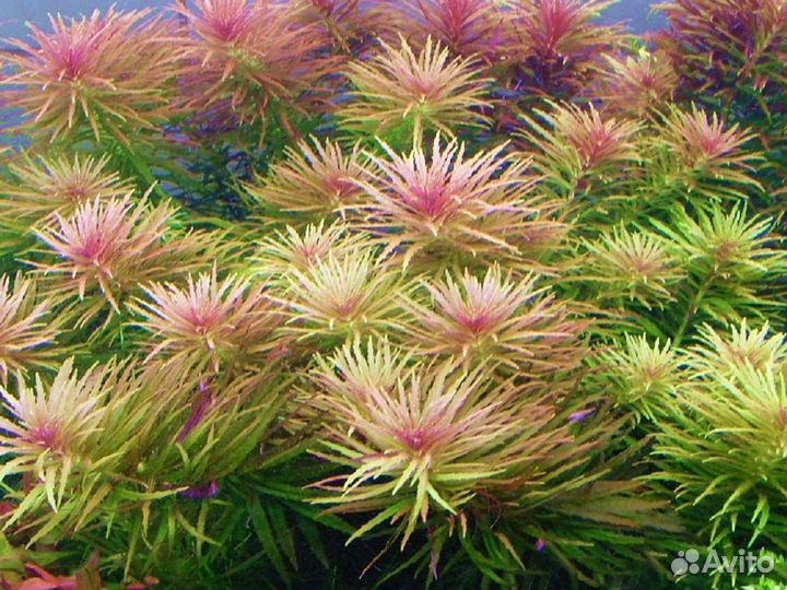 Лимнофила ароматика (Limnophila aromatica) мерист