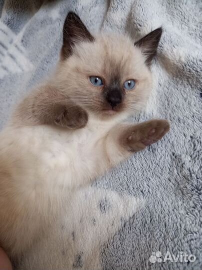 Тайские котята