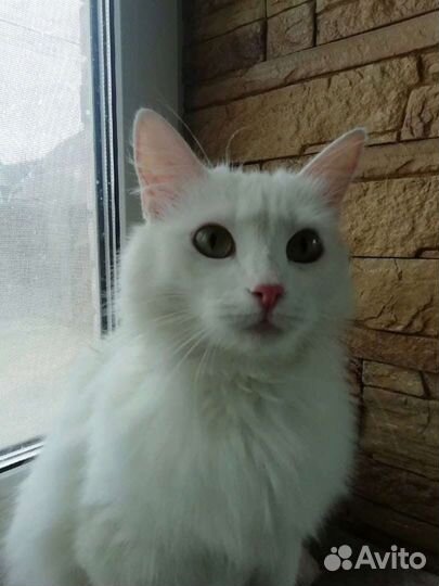 Кошки в добрые руки бесплатно