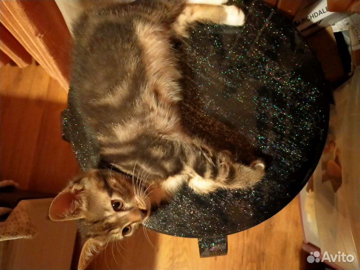 Котик Пончик