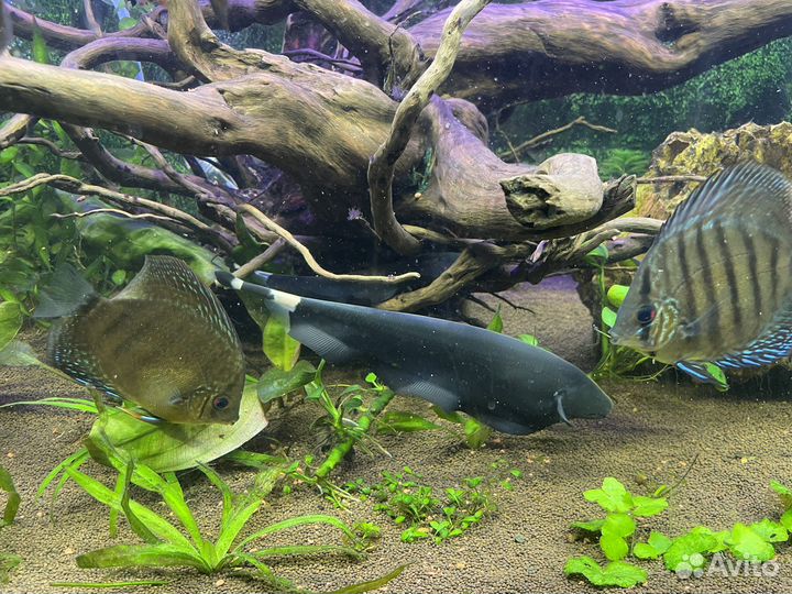 Рыба нож аптеронотус