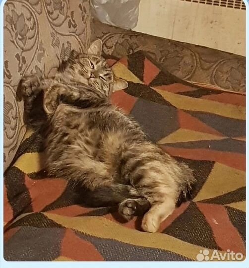Кошка бесплатно
