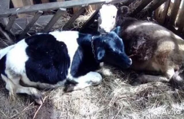 Телки на доращивание, козы, козлята