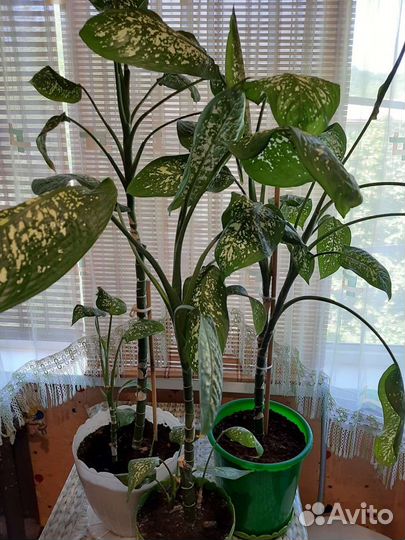 Диффенбахия