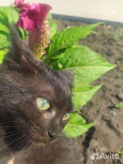 Котик в добрые руки