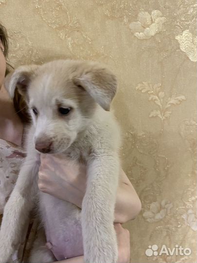 Щенки лайки