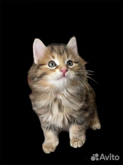 Курильский бобтейл VIP