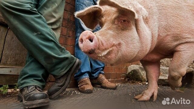 Продам хряка