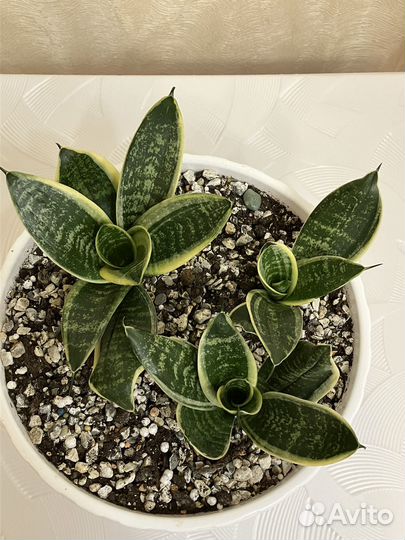 Сансевиерия ханни Маргината