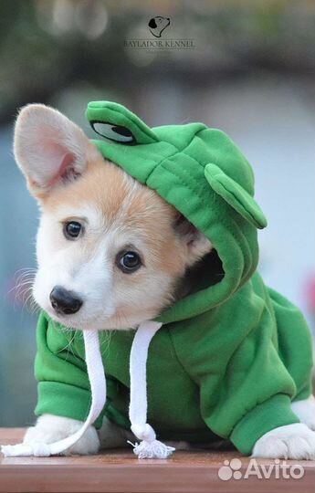 Щенки корги