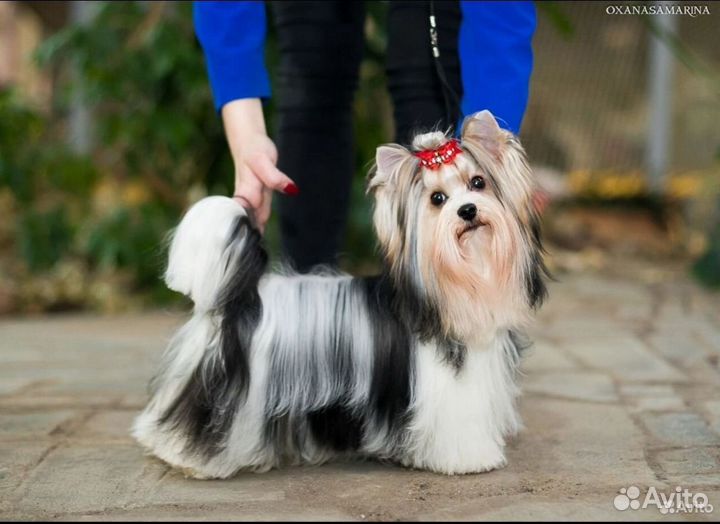 Бивер вязка