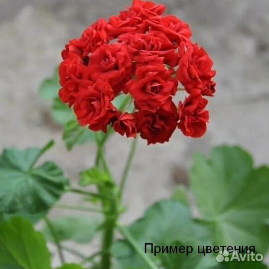 Герань в ассортименте