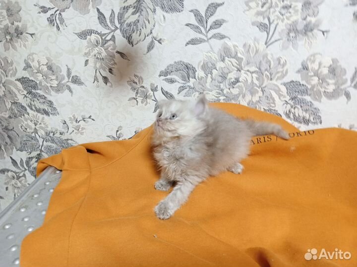 Кошка в дар бесплатно