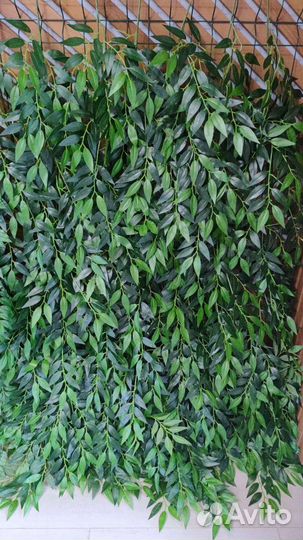 Вертикальное озеленение