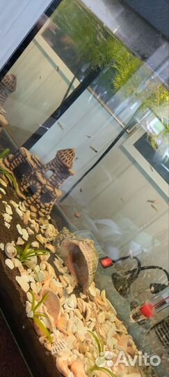 Аквариум/рыбки/Гуппи малёк