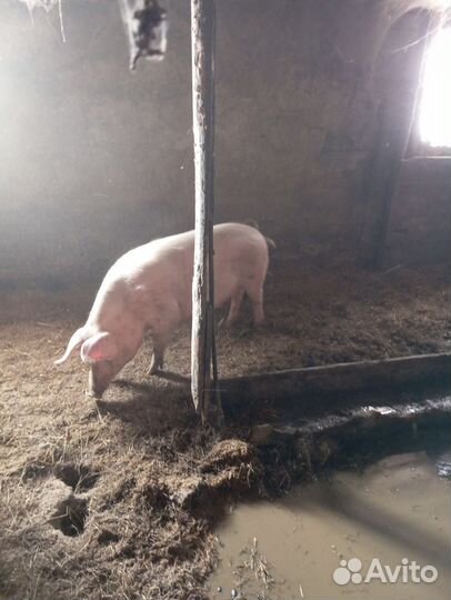 Поросенок ландрас