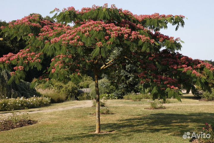 Альбиция ленкоранская