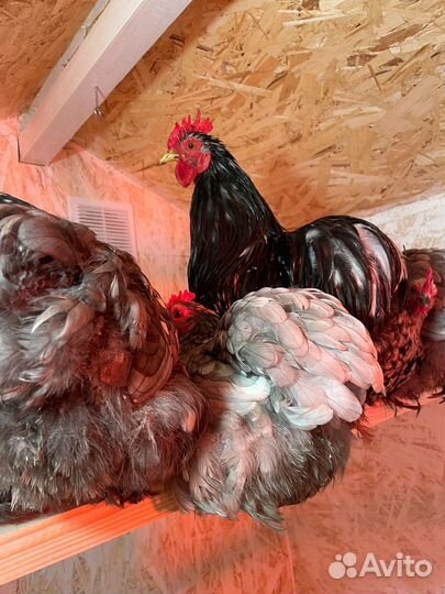 Яйца инкубационные, цыплята карликовый кохинхин