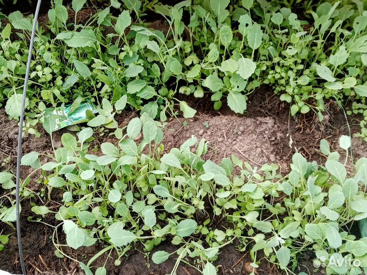 Рассада капусты, свеклы