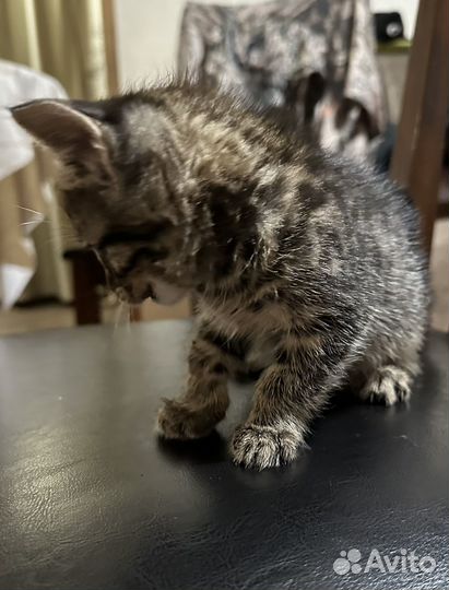 Котята в добрые руки мальчики
