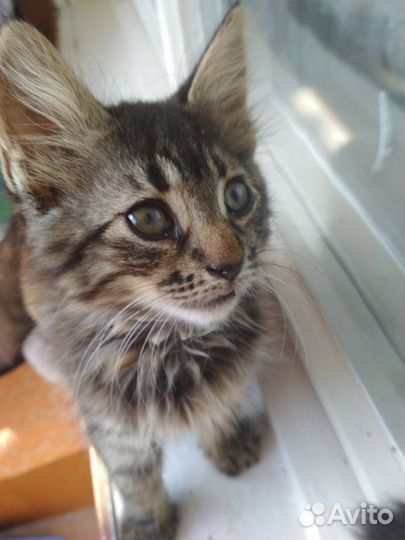 Котенок