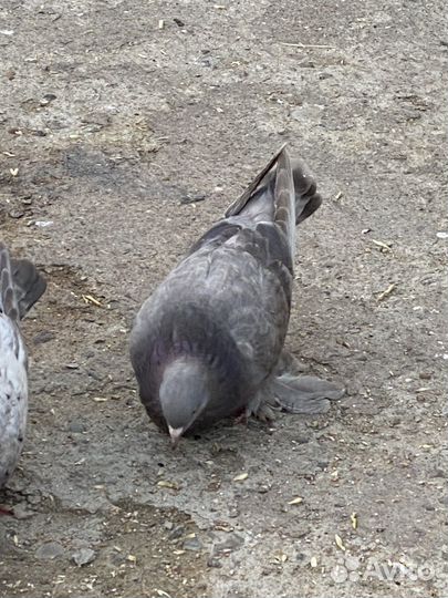 Продажа голубей