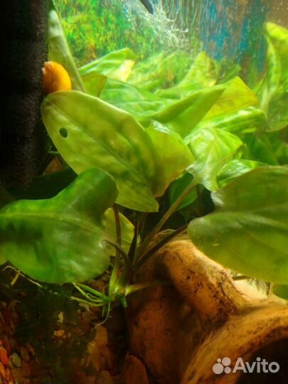 Криптокорина понтедериеволистная