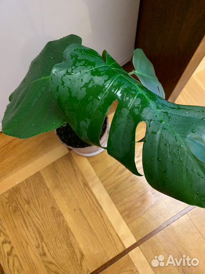 Дендробиум нобиле, монстера