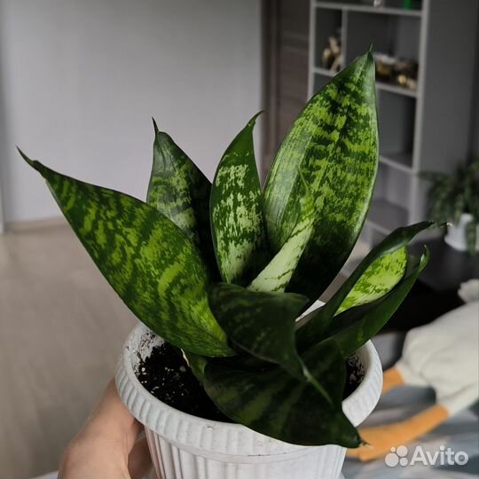 Сансевиерия Ханни