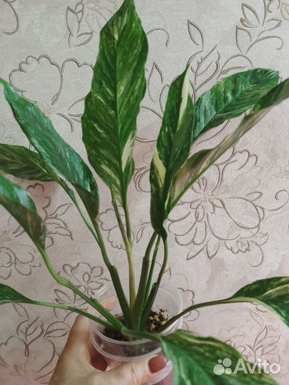 Спатифиллум Пикассо