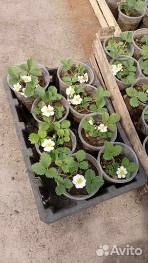 Саженцы ремонтантной клубники