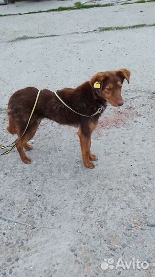 Брауну нужен хозяин