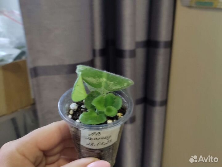 Укоренённый лист фиалки с детками