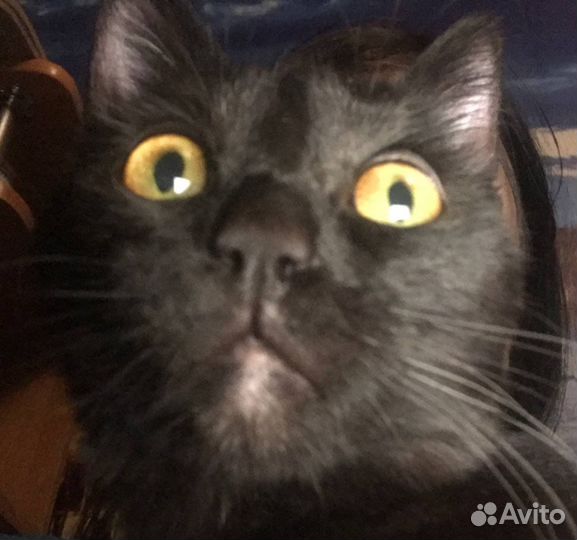 Кошка