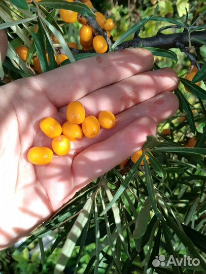 Садовые цветы и растения