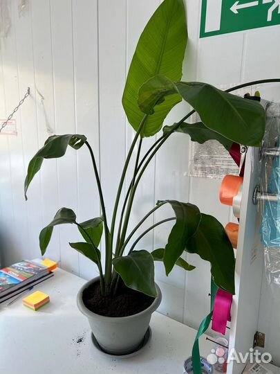 Стрелиция николая