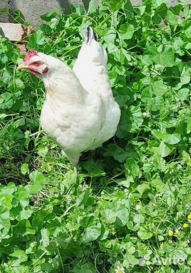 Куры несушки